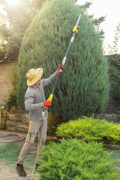 Seasonal Cleanup (Spring/Fall) in Ridgewood, IL