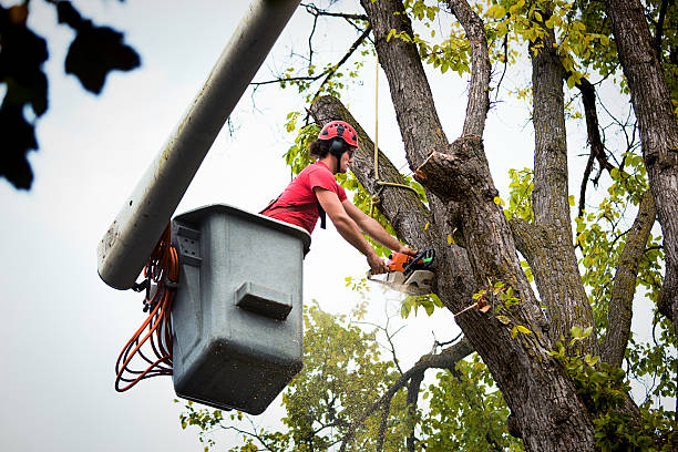 Professional Tree Removal in Ridgewood, IL